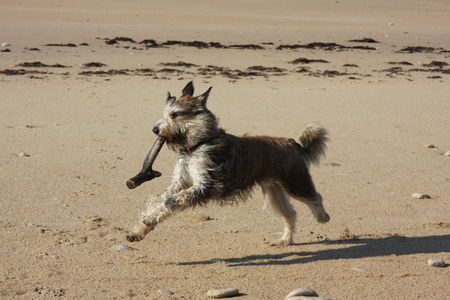 Berger Picard Hunde Foto 42902 in höherer Auflösung ansehen Berger Picard Cheyenne am Strand von Longeville