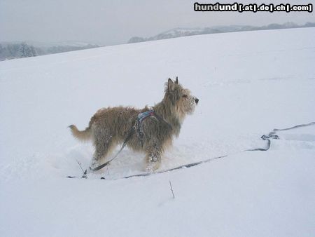 Berger Picard Hunde Foto 45550 in höherer Auflösung ansehen Berger Picard Der Winter zähmt Mensch und Tier.