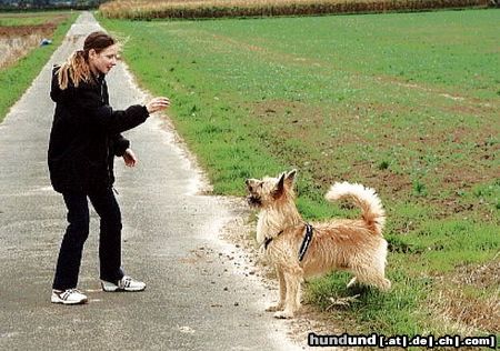 Berger Picard Hunde Foto 12625 Berger Picard Mit Judith macht das Lernen Spaß. Hier sind wir im Feld-da kann ich immer so toll rumtoben.