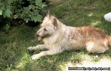 Berger Picard Hunde Foto 13011 Berger Picard Nach dem Toben, eine Ruhepause im Schatten !