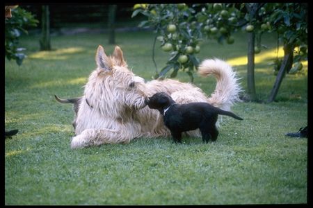 Berger Picard Hunde Foto 2001 Berger Picard