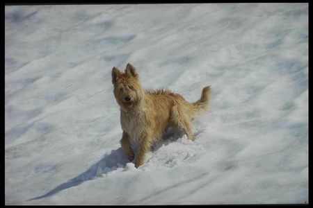 Berger Picard Hunde Foto 1706 Berger Picard Scotty