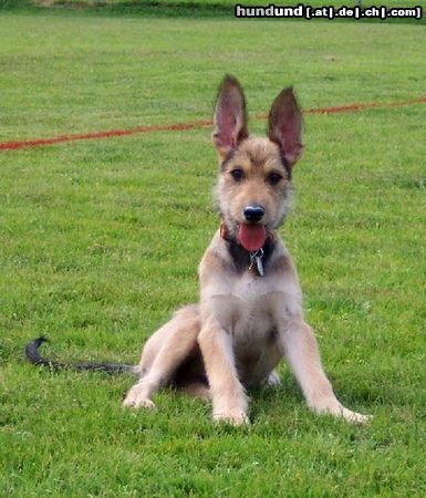 Berger Picard Hunde Foto 15492 Berger Picard