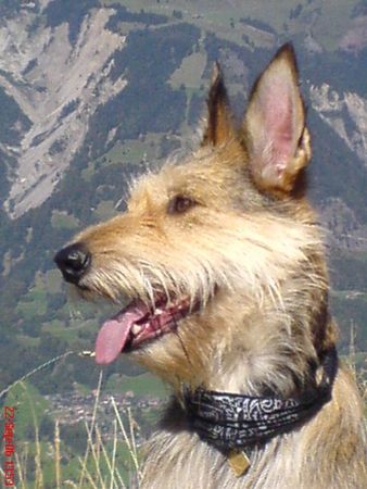 Berger Picard Hunde Foto 41061 Berger Picard Kimba