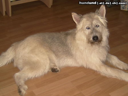 Berger Picard Benny (unser Schatz aus dem Tierheim, geschätzt auf 6 Jahre) Picard-Husky Mix mit strahlend blauen Augen