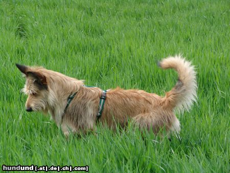 Berger Picard Hunde Foto 10863 Berger Picard