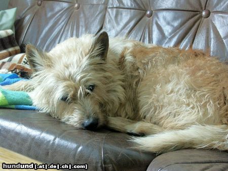 Berger Picard Hunde Foto 12793 Berger Picard Nach dem Fressen ein guter Mittagsschlaf