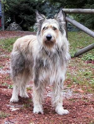 Berger Picard Hunde Foto 1500 Berger Picard Nilo du Clos de la Lune Rousse