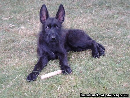 Berger Picard Hunde Foto 4820 Berger Picard Nizia de la Vallee du Mouton mit 3 Monaten