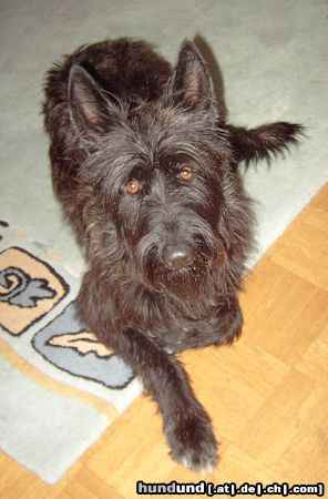 Berger Picard Hunde Foto 22829 in höherer Auflösung ansehen Berger Picard Nizia