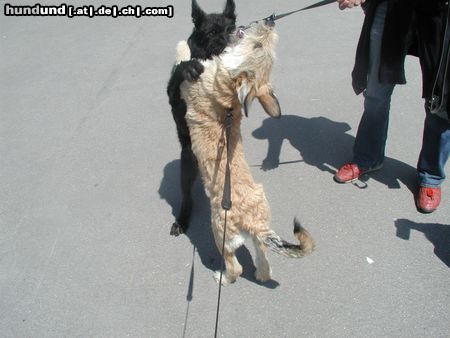 Berger Picard Hunde Foto 12820 Berger Picard Anou & Morty - Wiedersehen nach einigen Monaten