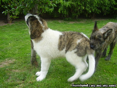Berger Picard Hunde Foto 24818 in höherer Auflösung ansehen Berger Picard Unique und Raya