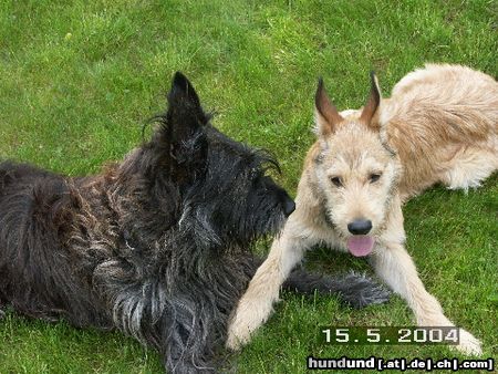 Berger Picard Hunde Foto 11362 Berger Picard Zwei Kumpels