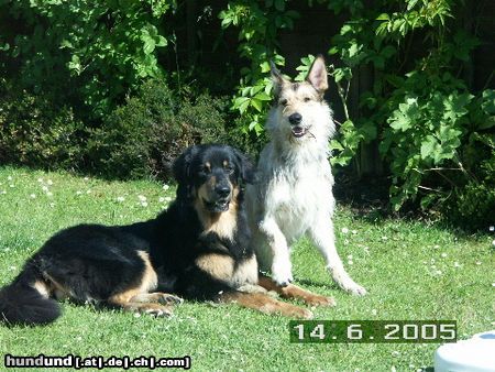 Berger Picard Hunde Foto 22540 in höherer Auflösung ansehen Berger Picard Felix mit Freund Noah(Hovawart),