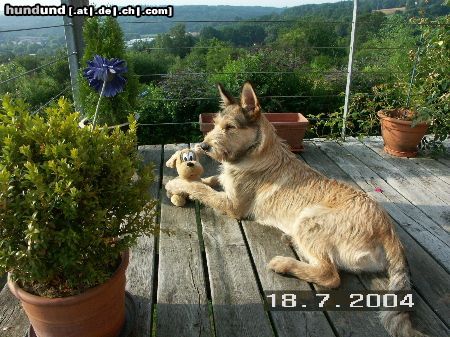 Berger Picard Hunde Foto 13529 Berger Picard Felix mit Kampa Harry
