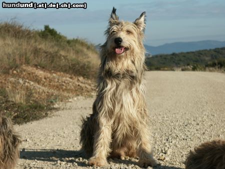 Berger Picard Hunde Foto 10864 Berger Picard Pyrame