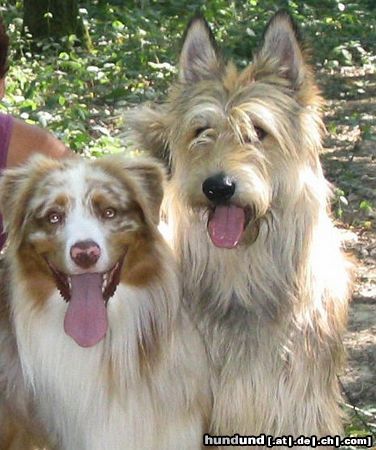 Berger Picard Hunde Foto 13305 Berger Picard Pyrame und Maby