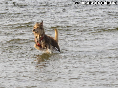 Berger Picard Seehund