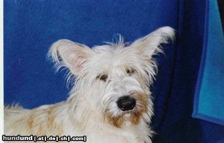 Berger Picard Hunde Foto 10263 Berger Picard Siouxie 032004