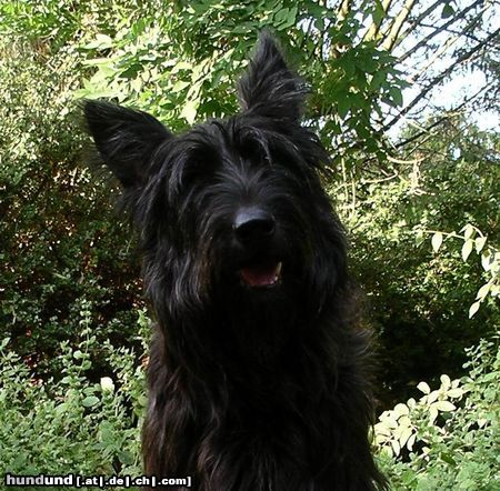 Berger Picard Hunde Foto 5234 Berger Picard Satine de la Ferme d'Autan