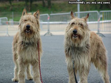 Berger Picard Hunde Foto 10124 Berger Picard Scoop und Paton