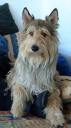 Berger Picard Hunde Foto 2599 Berger Picard auch Picards lieben es gemütlich