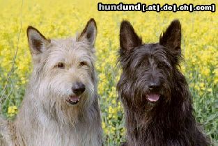 Berger Picard Hunde Foto 7846 Berger Picard Filou und Ivo
