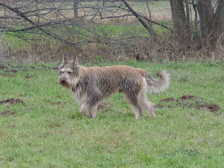 Berger Picard Hunde Foto 40802 Berger Picard Deckrüde TONIC DES GRANGES JOLYS