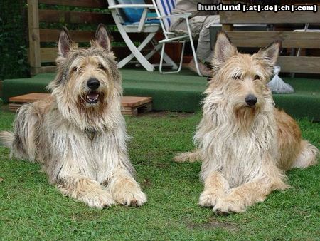 Berger Picard Hunde Foto 22138 Berger Picard Shello und Louise