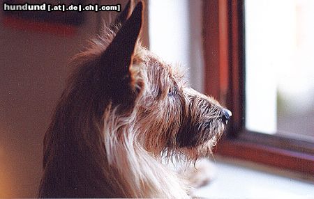 Berger Picard Hunde Foto 12698 Berger Picard Hier warte ich auf mein Herrchen