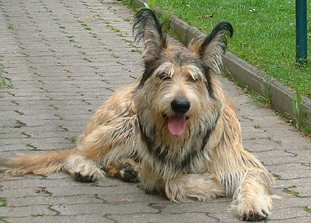 Berger Picard Hunde Foto 1283 Berger Picard Aiko vom Seckeler Berg