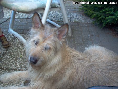 Berger Picard Hunde Foto 11360 Berger Picard unsere hund bobbie im garten
