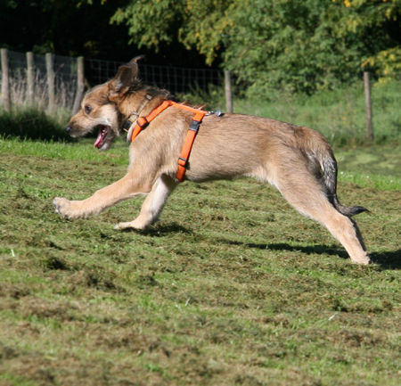 Berger Picard Hunde Foto 41226 Berger Picard Coucou beim Rennen