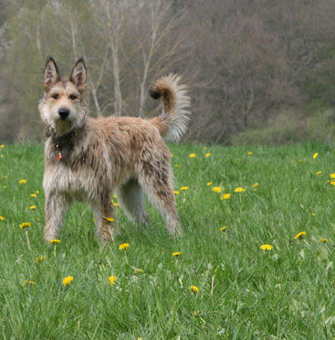 Berger Picard Hunde Foto 42006 Berger Picard Coucou beim Hütewochenende im Taunus