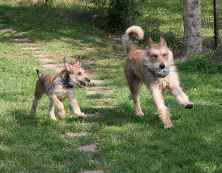 Berger Picard Hunde Foto 39985 Berger Picard Coucou mit Papa beim Spielen