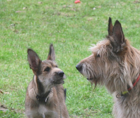 Berger Picard Hunde Foto 39986 Berger Picard Coucou mit Papa