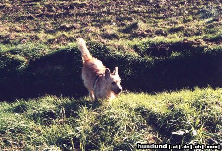 Berger Picard Hunde Foto 12811 Berger Picard Hier tobe ich mich richtig aus.
