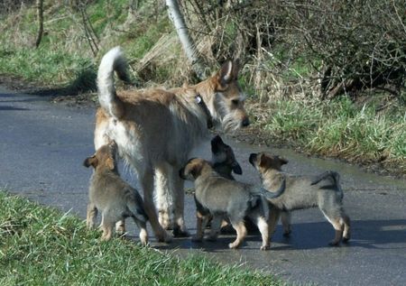 Berger Picard Hunde Foto 37011 in höherer Auflösung ansehen Berger Picard Felix mit Nachwuchs