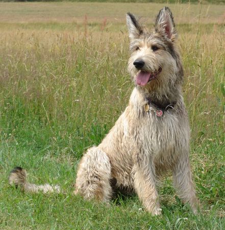 Berger Picard Hunde Foto 38990 in höherer Auflösung ansehen Berger Picard Ferdinand (Beau)des toutoues Malin