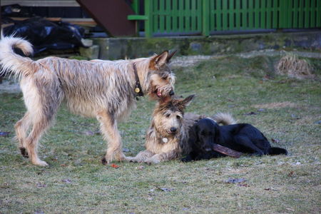 Berger Picard Hunde Foto 41306 in höherer Auflösung ansehen Berger Picard Freunde