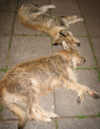 Berger Picard Hunde Foto 42718 Berger Picard Ugini und Coucou nach Wanderung k.o.