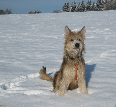 Berger Picard Hunde Foto 41460 Berger Picard Ugini de la Vallée du Menhir / Osterspaziergang