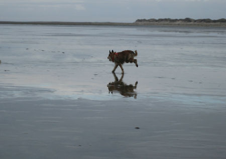 Berger Picard Ursaf de Lann Guic am Strand von Romo