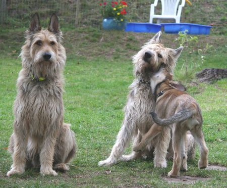 Berger Picard Hunde Foto 39984 Berger Picard Familienbild, gestresste Mama Gini