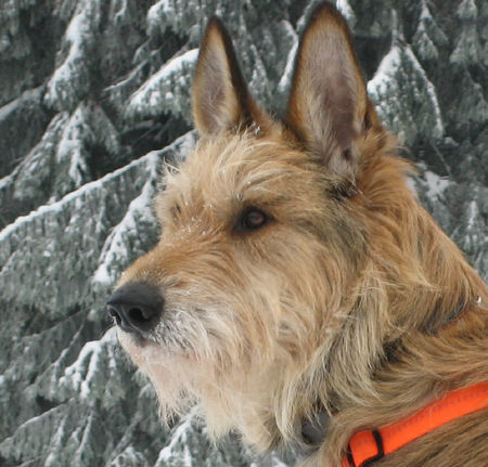 Berger Picard Hunde Foto 30110 in höherer Auflösung ansehen Berger Picard Ursaf