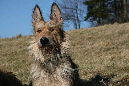 Berger Picard Hunde Foto 38804 in höherer Auflösung ansehen Berger Picard Ursaf de Lann Guic, jetzt Papa von 9 Welpen