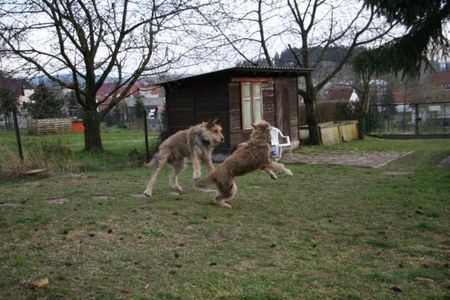 Berger Picard Hunde Foto 38807 in höherer Auflösung ansehen Berger Picard Ugini & Ursaf beim Toben im Garten