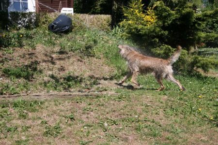 Berger Picard Hunde Foto 38808 in höherer Auflösung ansehen Berger Picard Ursaf jagt den Wasserstrahl, das ist soo schön