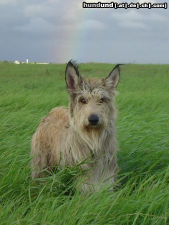 Berger Picard Kama de la Vallée du Mouton - Ferien in Nordengland 2004