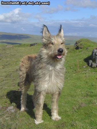 Berger Picard Hunde Foto 17167 in höherer Auflösung ansehen Berger Picard Kama de la Vallée du Mouton - Schottland ist aber auch super!